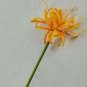 彼岸花干花真花