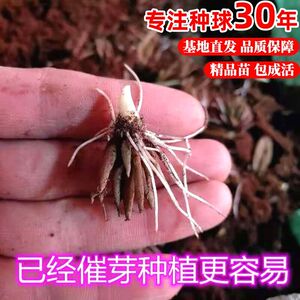 带芽花毛茛种球根盆栽进口重瓣芹叶洋牡丹花卉种子室内四季绿植物
