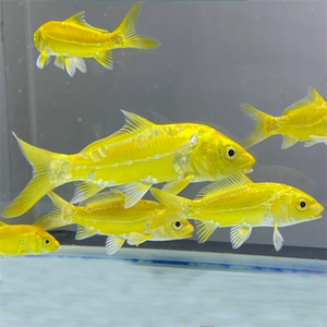 德系黄金锦鲤鱼观赏鱼冷水鱼淡水鱼好养耐活纯种无磷锦鲤活体金鱼