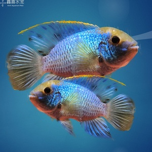 蓝玉凤凰鱼图片