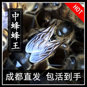 中蜂蜂王种王四川阿坝