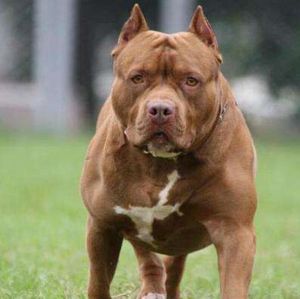 比特犬幼犬活体纯种美国血统巨型比特犬大头版比特犬幼犬狩猎斗狗