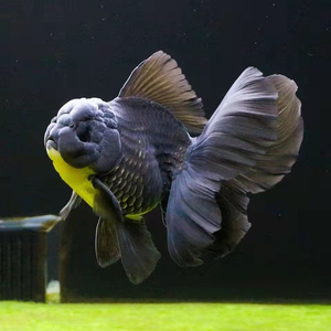 百褶泰狮金鱼精品活鱼进口鱼苗百褶裙黑观赏鱼鎏金元宝冷水耐活gg