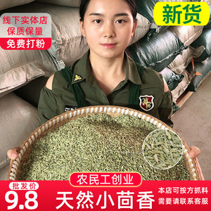 甘肃无硫小茴香籽/粉小回香面香料中药材新鲜蔬菜种子500g包邮