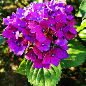 苗八仙无尽大盆栽盆栽植物秀老根球开花四季花卉夏庭院花0人付款66