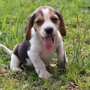 00完美世界高端萌宠淘宝纯种比格大耳朵小型短毛米格鲁猎兔犬巴吉度