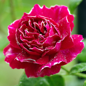 月季花苗欧月紫袍玉带