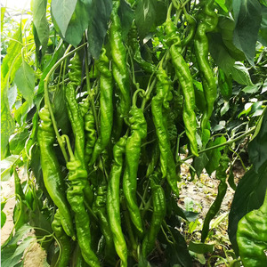 巨型辣椒种子包邮-淘宝拼多多热销巨型辣椒种子包邮货源拿货