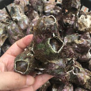 新鲜野生雀嘴藤壶火山口3斤水产海螺海鲜鲜活顺丰包邮食用