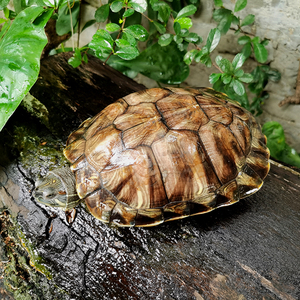 大巴西龟 成年大龟 超大号特大巨型火焰龟东锦龟活物宠物龟可生