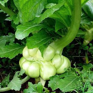 正宗重庆涪陵特产现挖现摘新鲜榨菜头1斤3斤5斤农家青菜头大头菜