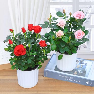 玫瑰花盆栽带花苞四季开花大朵室内花卉办公桌面迷你玫瑰花盆栽花