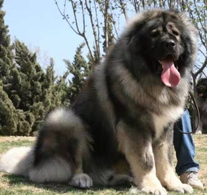 纯种高加索幼犬巨型俄罗斯超大熊版看家护卫犬高加索活体宠物狗狗