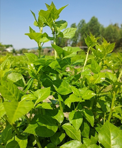 恩平簕菜新鲜野菜苦刺心餐厅特色农家菜五加皮产地直供梗16公分长