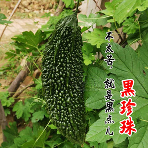台湾黑珍珠黑苦瓜苗秧苗种子种籽苗孑黑皮高产水果四季春季蔬菜苗