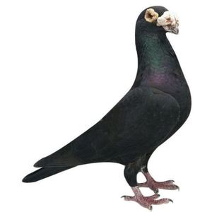 鸽子大鼻鸽子种鸽黑色大鼻子单只公