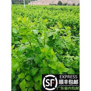 恩平簕菜苦刺心野菜三叶五加白刺尖叶新鲜勒菜酒楼特色菜产地直销