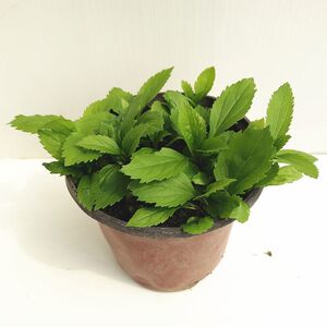 清明草草