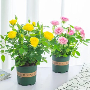 【带花苞】迷你小玫瑰花苗盆栽夏季微型粉红月季客厅阳台花卉绿植
