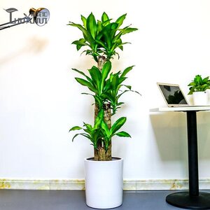 巴西木步步登高