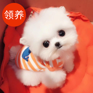 好养的小宠物小型