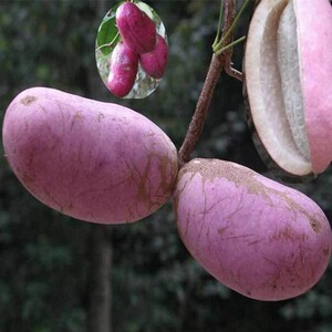 野生水果八月瓜土香蕉5斤恩施特产八月瓜现摘应季8月瓜整箱包邮