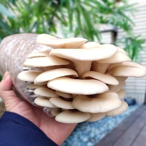 袋装人工菌包室内养殖家庭平菇室内外养种植菌种美观蘑菇食用四季