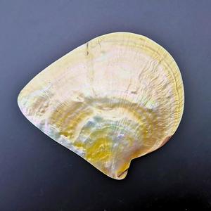 天然海螺贝壳珍珠金蝶贝抛光餐具碟子 装饰鱼缸装饰造景标本收藏