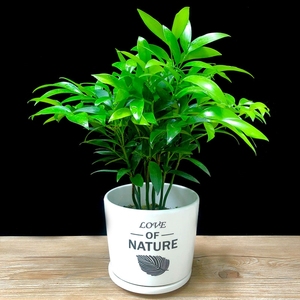 四季青树苗柏盆栽室内水培植物平安竹净化空气家用驱蚊虫花草四