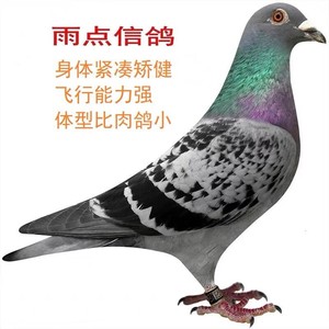 雨点信鸽子活一对种鸽活体青年赛鸽鸽子成绩鸽幼鸽原配活体一对