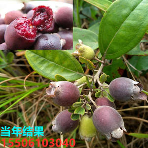 山稔果树苗