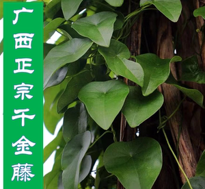 正宗广西瑶山正宗千金藤粪箕笃中草药500克田鸡草现采现发