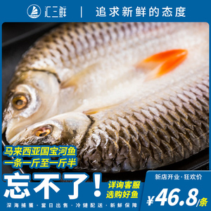 忘不了鱼马来西亚国宝苏丹食用皇帝淡水海鲜生鲜深海鱼1斤1条