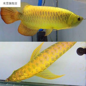 【金龙配鱼】金龙配鱼品牌,价格 - 阿里巴巴