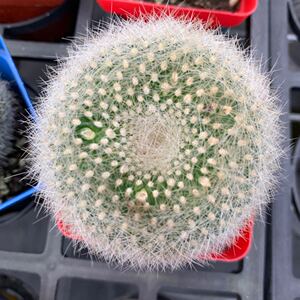 白雪光 黄雪光仙人球多肉植物盆栽室内桌面绿植防辐射净化空气