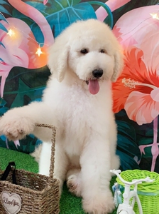 000人付款淘宝巨贵犬纯种宠物狗大型泰迪犬白色灰色泰迪幼犬活体巨型