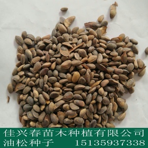 优质油松种子 松树种子 五针松种籽 地栽 四季 育苗 林木绿化种子