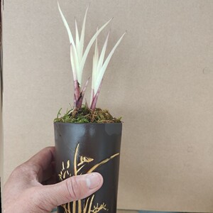 特稀缺花卉盆栽漂亮七彩红霞七彩翡翠七彩白叶兰花室内办公室绿植