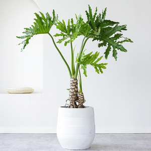 龙鳞春羽老桩大绿植盆栽办公室客厅盆景净化空气室内大叶植物北欧