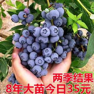 蓝莓树果苗带土南方北方种植特大盆栽地载当年结果奥尼尔蓝莓树苗