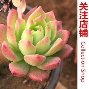 粉红贝拉多肉植物满58元包邮9cm盆随机发不挑