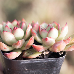 保利安娜多肉植物整体新手练手阳台办公室盆栽山东花卉基地直发