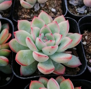 【雨燕座盆】雨燕座盆品牌,价格 - 阿里巴巴