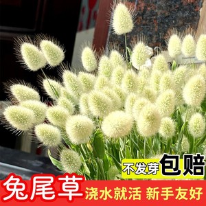 兔尾草种子四季易成活盆栽草苗室内庭院观赏永生花小芦苇蒲苇种籽