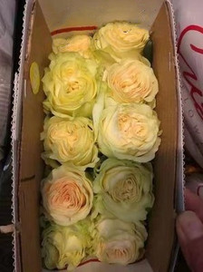 缘月 肯尼亚新品尼古拉切花月季大花浓香阳台玫瑰花苗1加仑盆栽