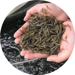 21新黑虾除藻大除藻清缸虾黑壳虾一斤小虾米活虾龟粮草缸工具鱼虾