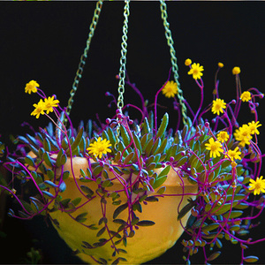 多肉植物紫玄月佛珠吊兰花卉盆栽栽办公室阳台绿植防辐射珍珠吊兰