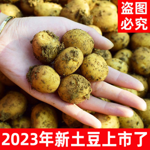 【2024年新货】农家自种老品种恩施黄心迷你新鲜小土豆洋芋马铃薯