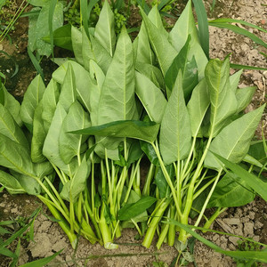 空心菜新鲜藤藤菜江苏农家菜园新鲜蔬菜藤藤菜通心菜现摘发货