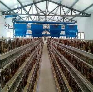 喂料机配件养鸡 设备 全自动蛋 小鸡笼 上料机畜牧/养殖器械家禽